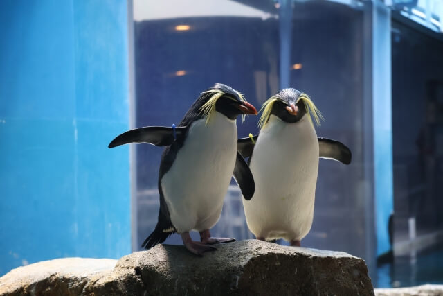水族館展示の魅力を音声で伝える!生物解説から環境学習まで幅広い情報提供